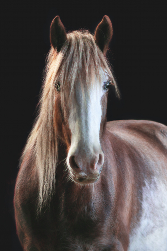 Pferdeportrait mit schwarzem Hintergrund