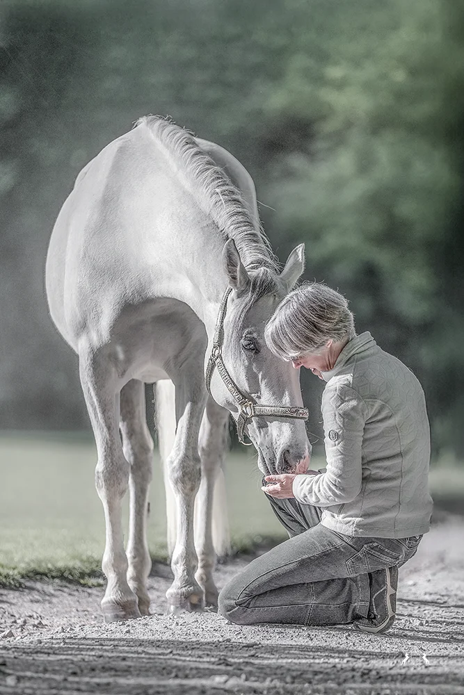 Pferdefotografin in Mettmann Düsseldorf und Umgebung schimmel, lipizzaner, weißes pferd, fotoshooting mettmann, fotograf mettmann, pferdshooting düsseldorf, pferdefotograf ratingen, pferd fotografieren lassen